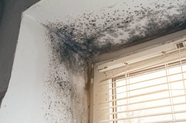 Affordable Mold Cleanup solutions in The Colony, TX